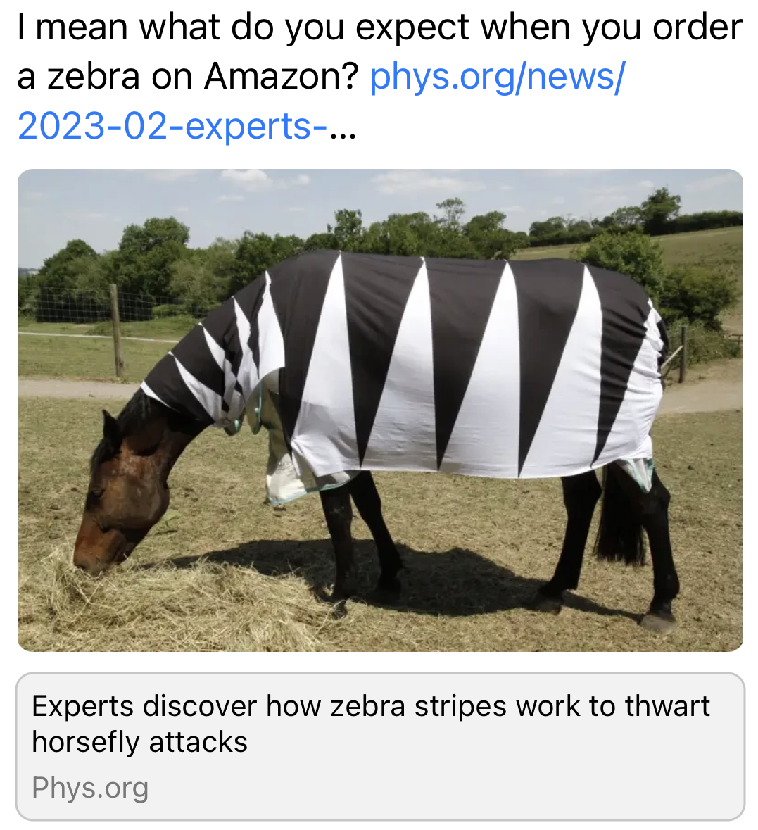 Un cheval avec une couverture rayée blanche et noire qui le "transforme" en zèbre