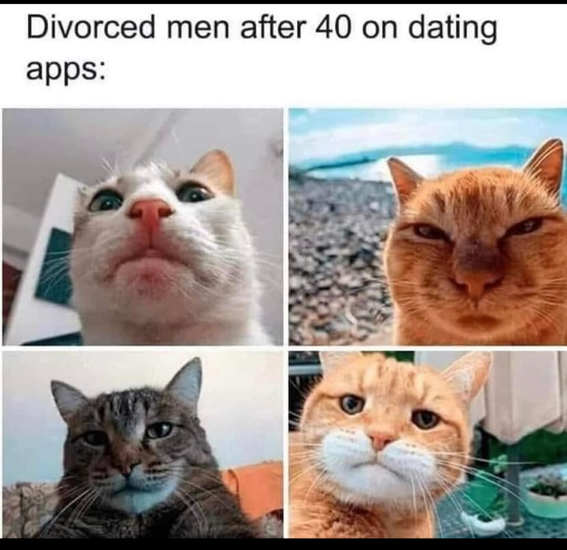 Un meme avec 4 chats : Divorced men after 40 on dating apps : chaque chat est pris en photo sous un angle improbable.